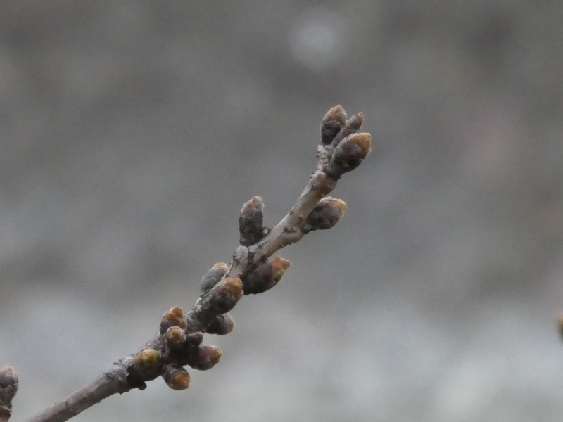 今日の桜の様子