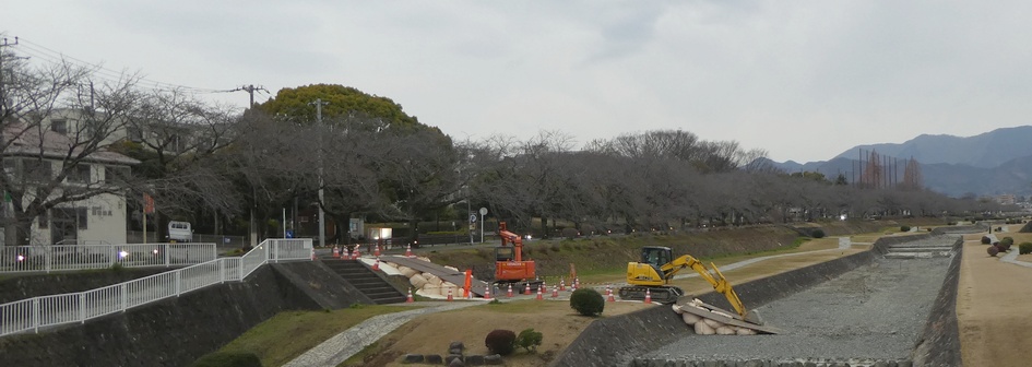 富士見大橋から見たの桜01