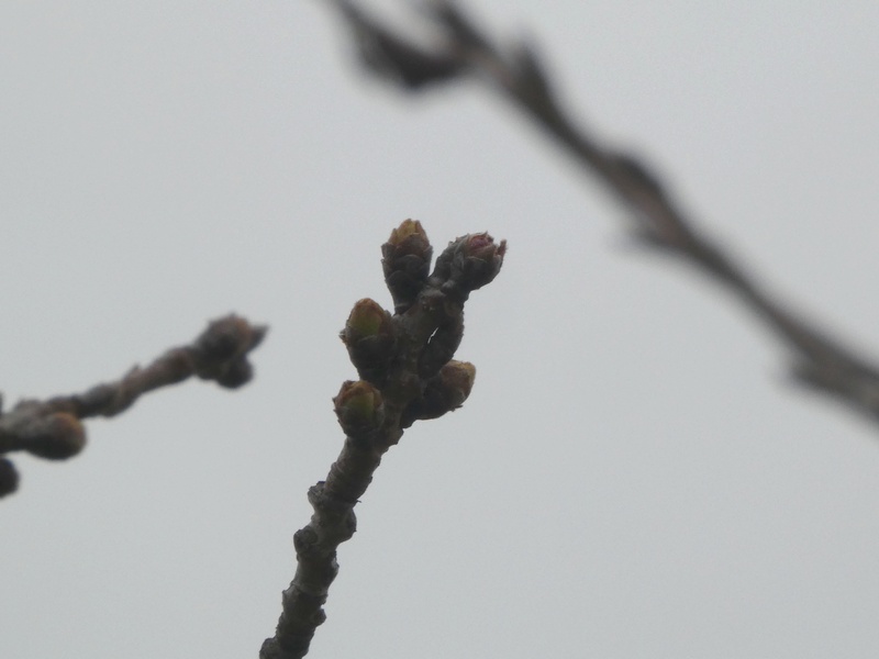 秦野市役所の桜01