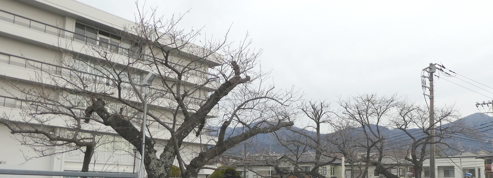 秦野市役所の桜02