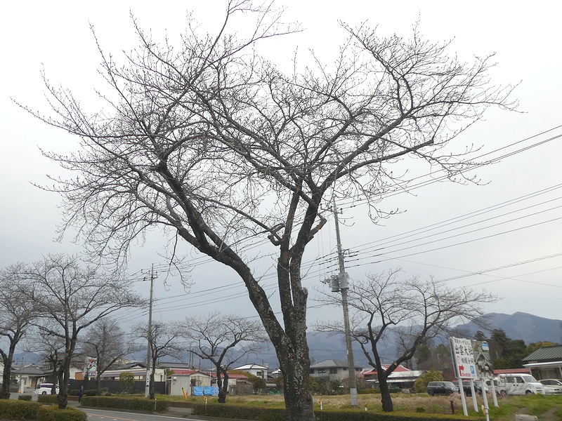 はだの桜みちの桜02