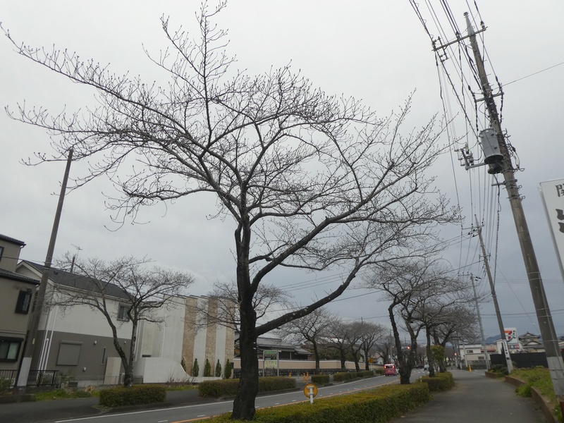 はだの桜みちの桜03