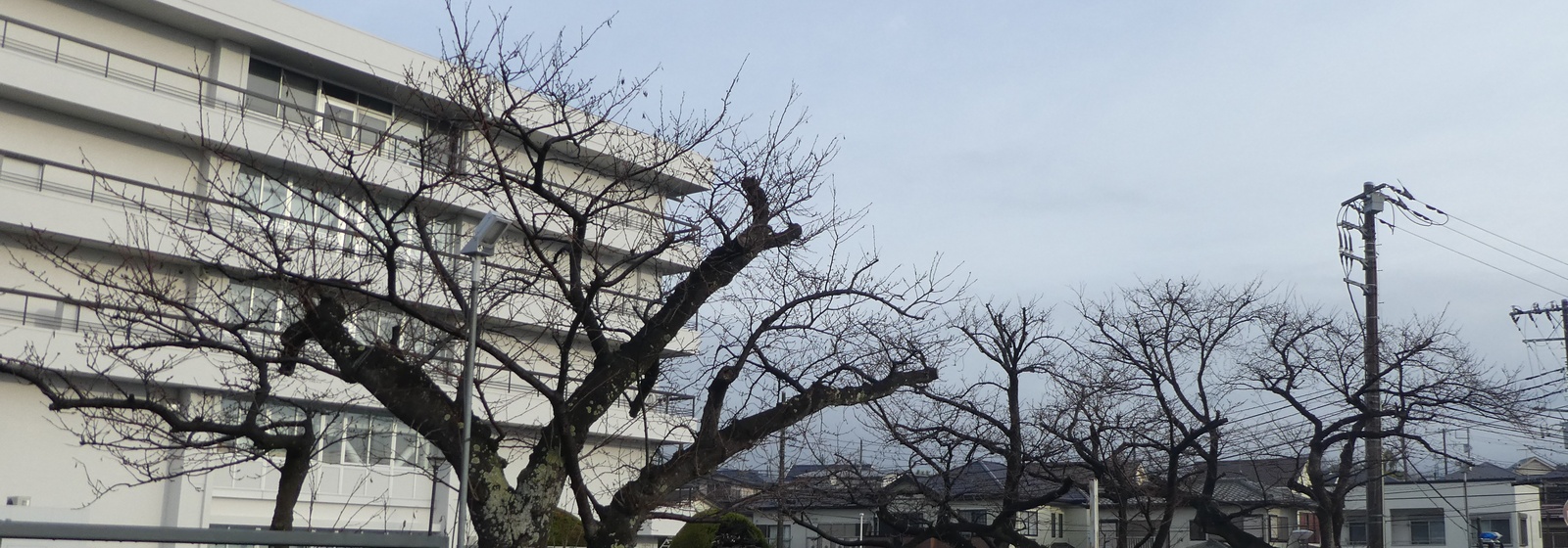 秦野市役所の桜02