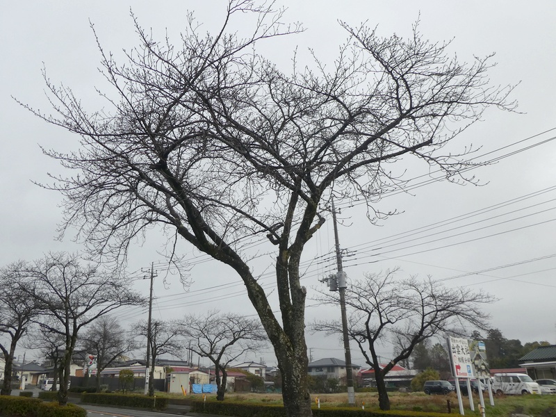 はだの桜みちの桜02