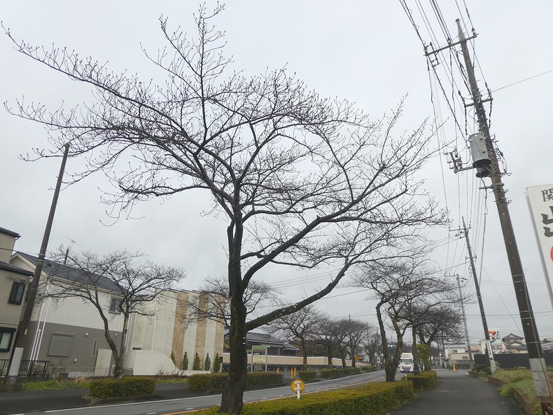 はだの桜みちの桜03