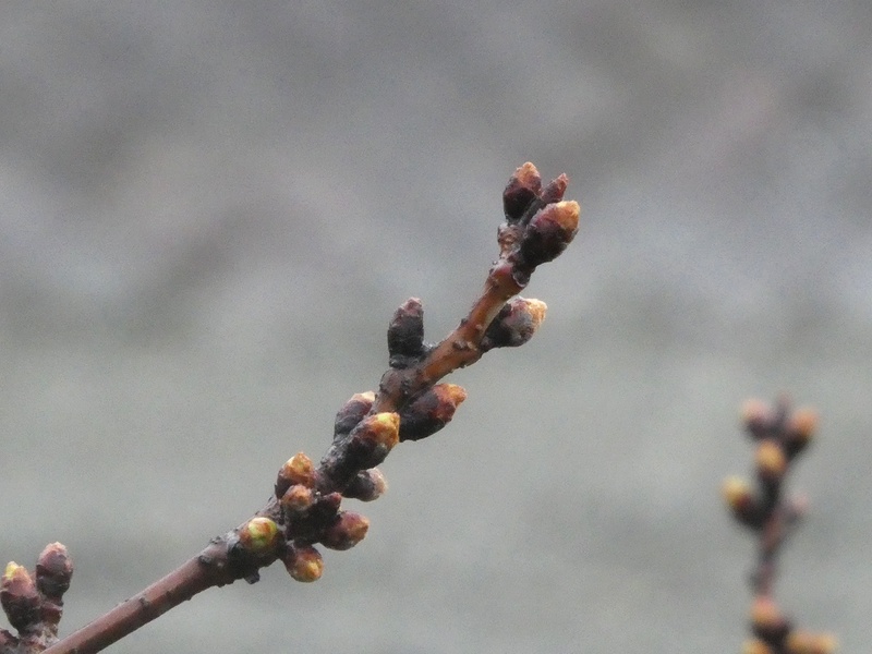 今日の桜の様子