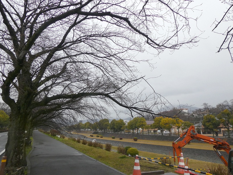 カルチャーパーク前の桜02