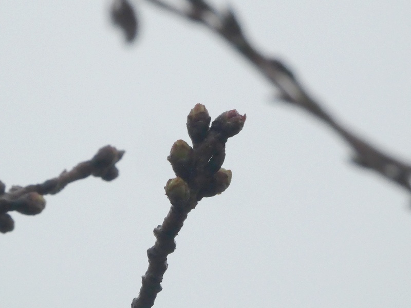 秦野市役所の桜01