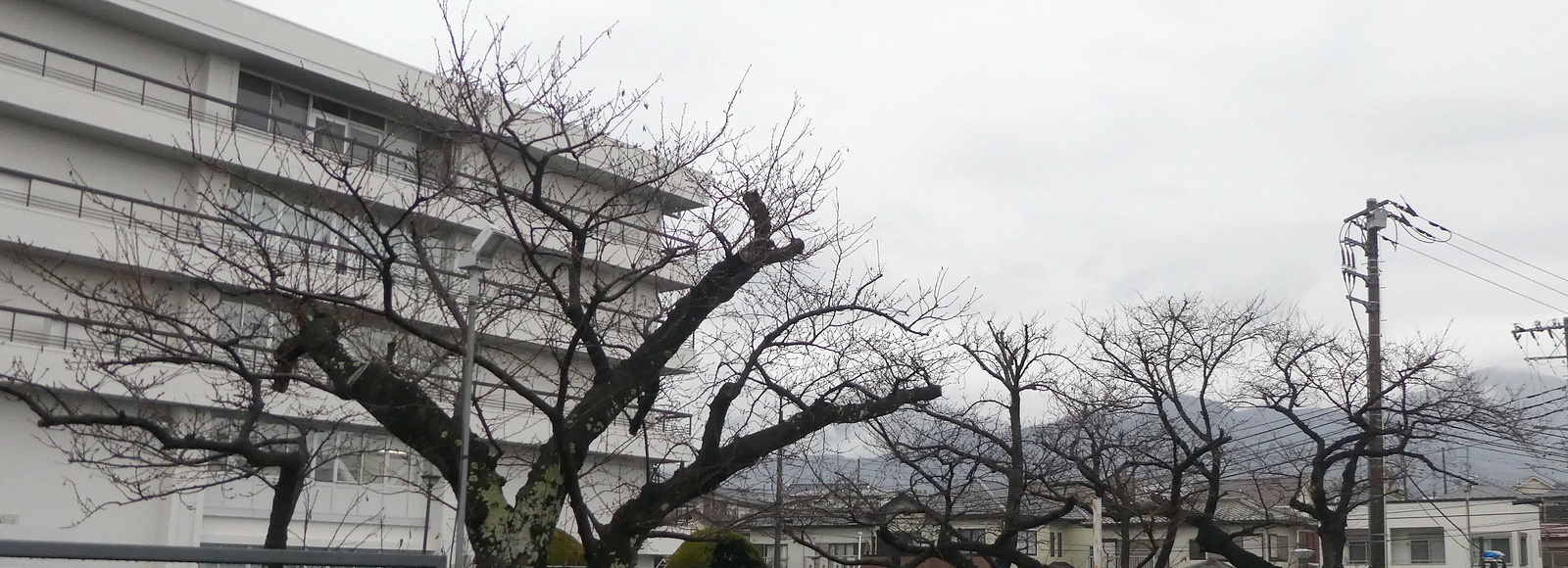 秦野市役所の桜02