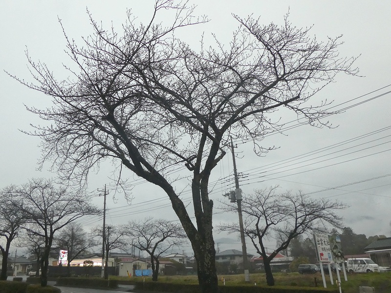 はだの桜みちの桜02