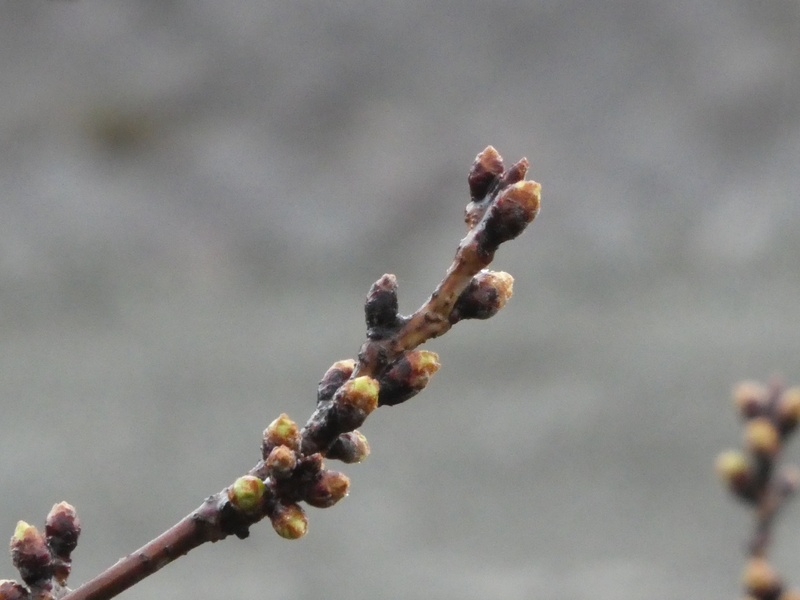 今日の桜の様子