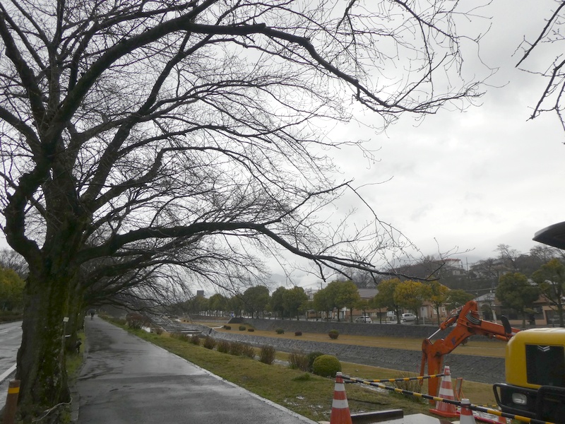 カルチャーパーク前の桜02