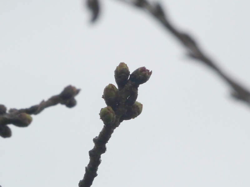 秦野市役所の桜01