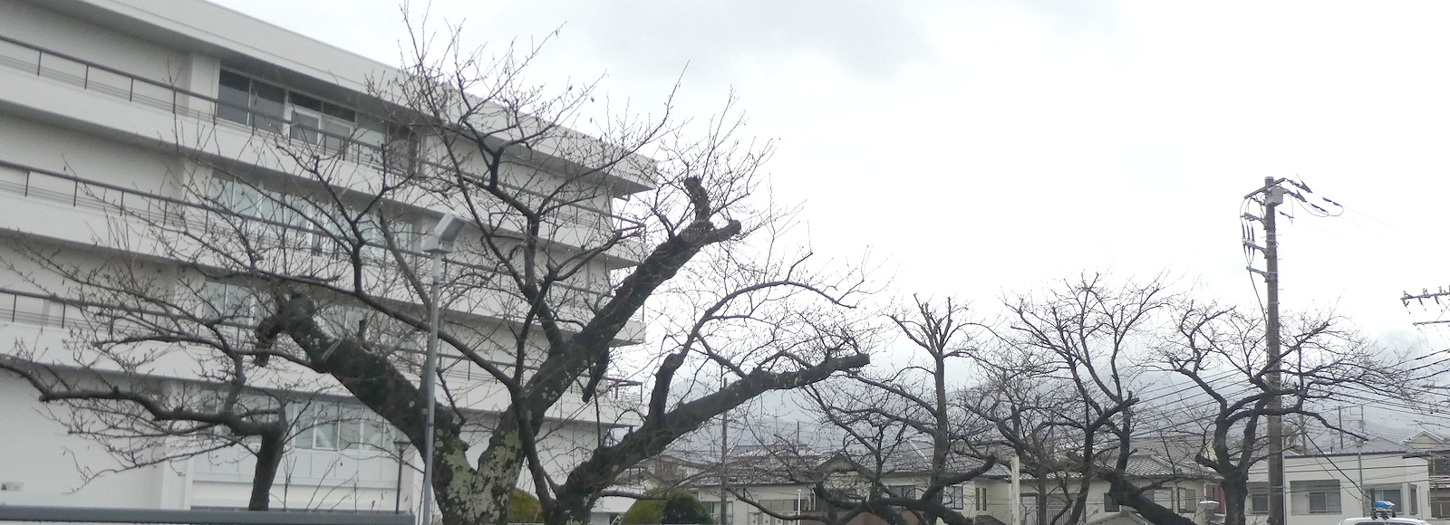 秦野市役所の桜02