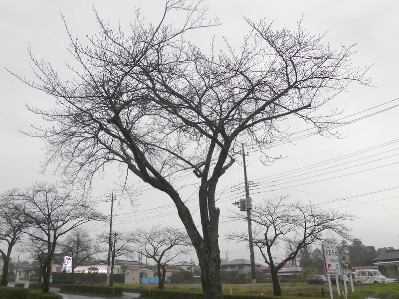 はだの桜みちの桜02