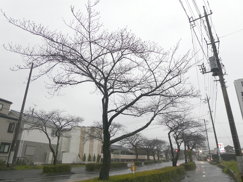 はだの桜みちの桜03