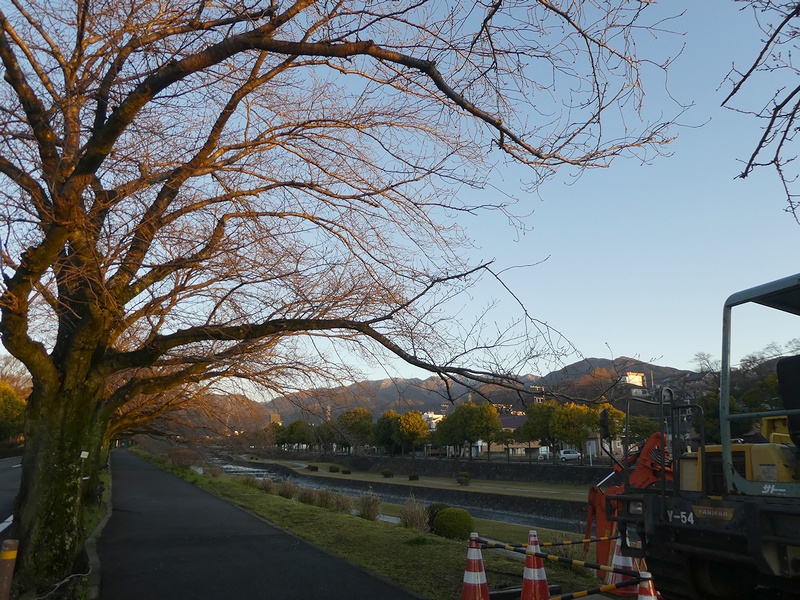 カルチャーパーク前の桜02