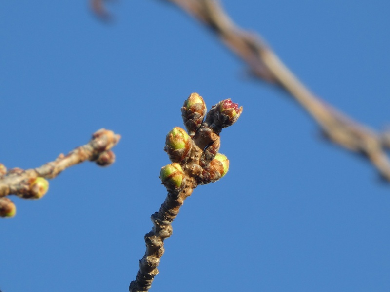 秦野市役所の桜01