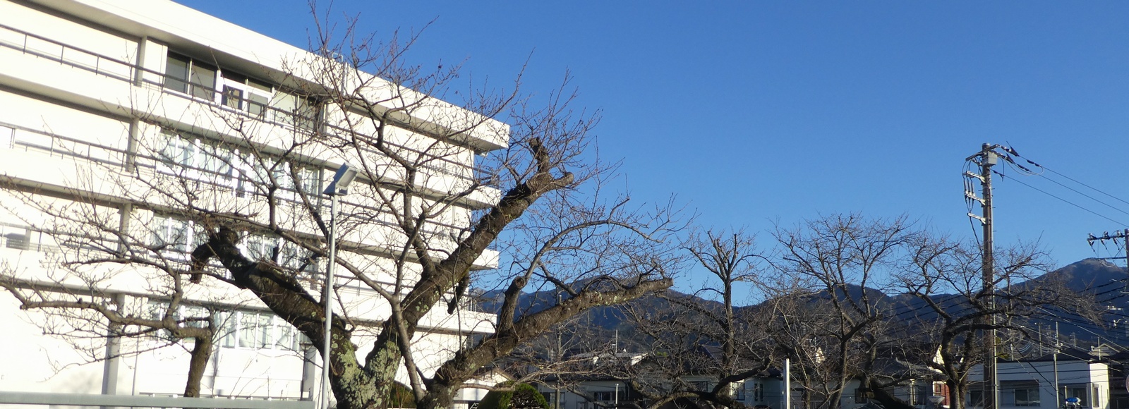 秦野市役所の桜02