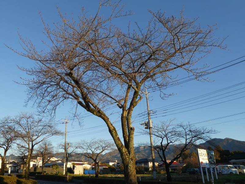 はだの桜みちの桜02