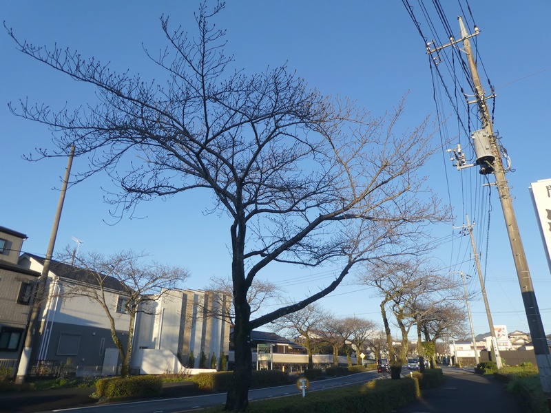 はだの桜みちの桜03