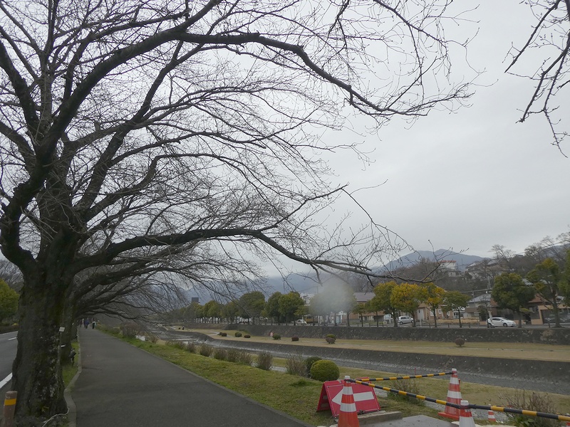 カルチャーパーク前の桜02