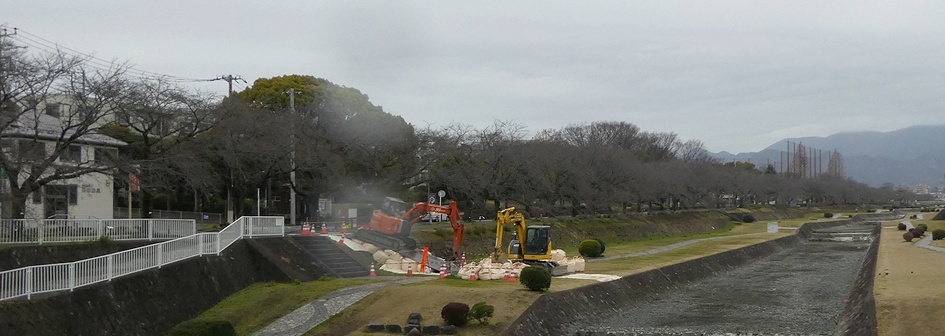 富士見大橋から見たの桜01