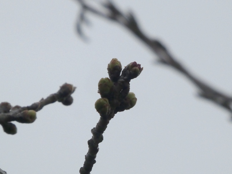 秦野市役所の桜01