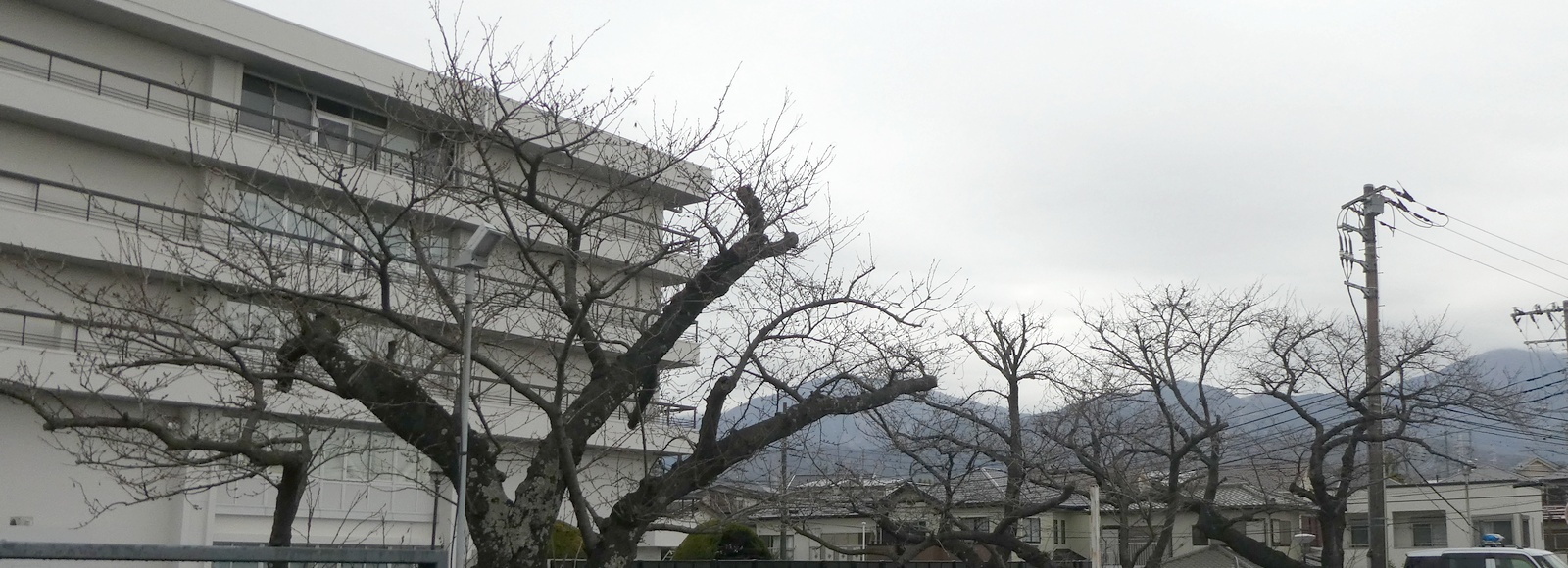 秦野市役所の桜02