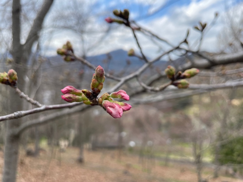 今日の桜の様子