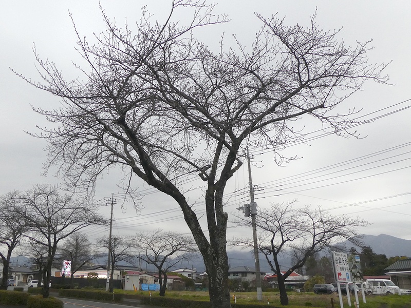 はだの桜みちの桜02