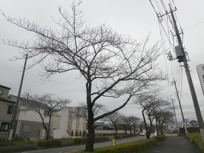 はだの桜みちの桜03