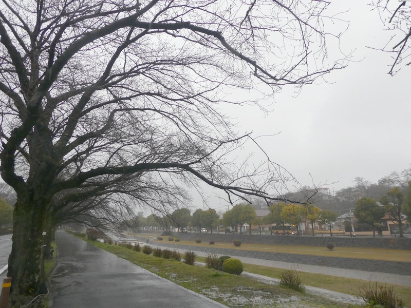 カルチャーパーク前の桜02