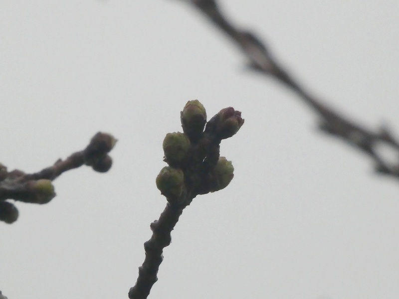 秦野市役所の桜01