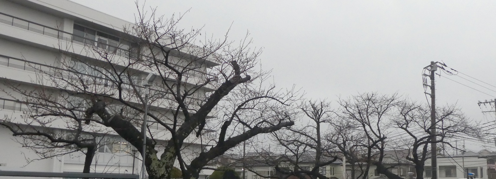 秦野市役所の桜02