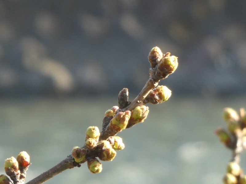 カルチャーパーク前の桜01