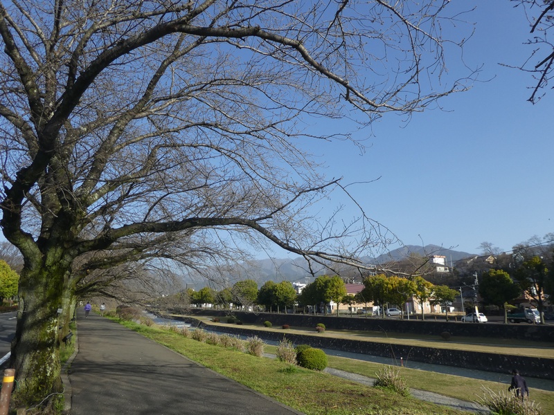 カルチャーパーク前の桜02