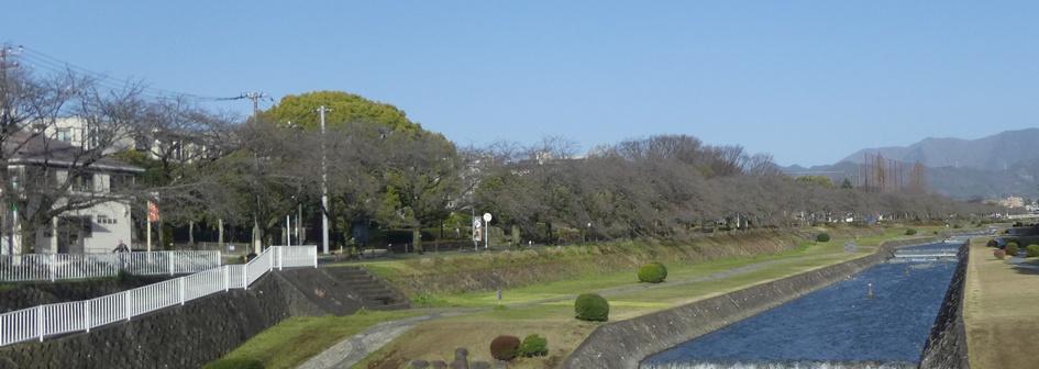 富士見大橋から見たの桜01