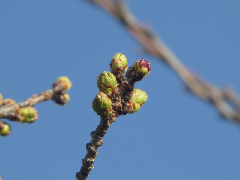 秦野市役所の桜01