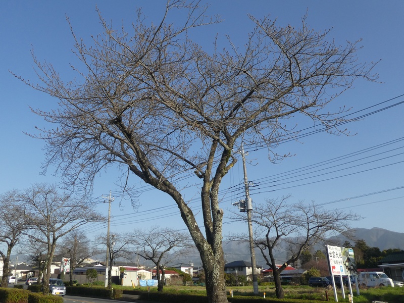 はだの桜みちの桜02