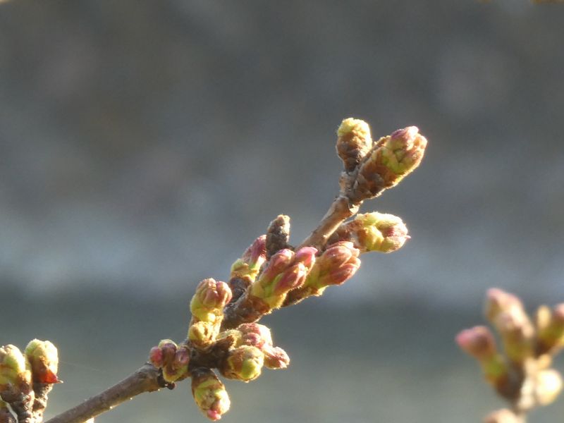 カルチャーパーク前の桜01