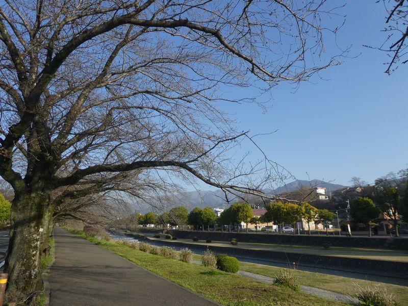 カルチャーパーク前の桜02