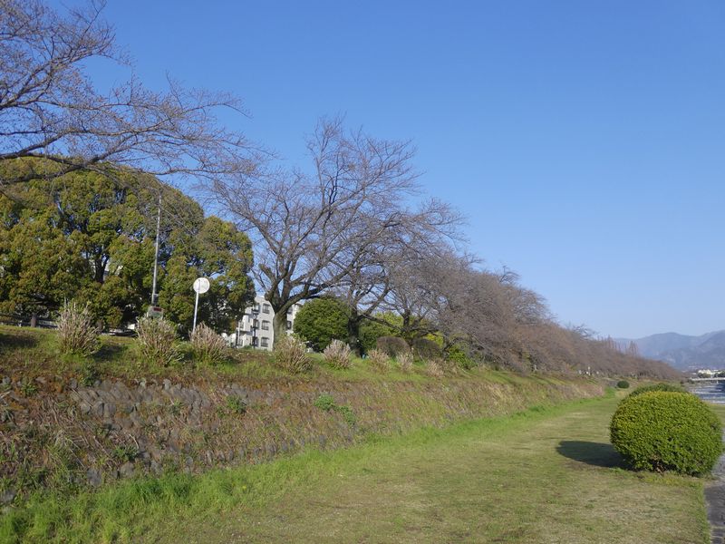 カルチャーパーク前の桜03