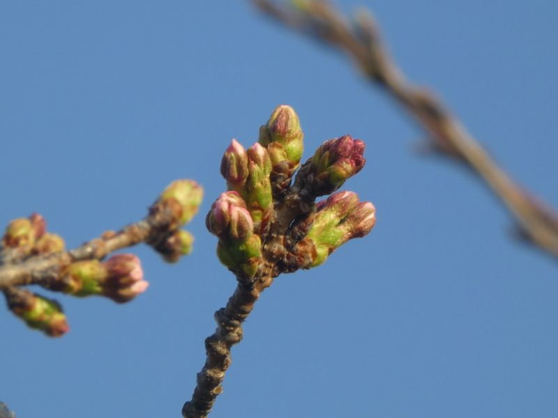 秦野市役所の桜01