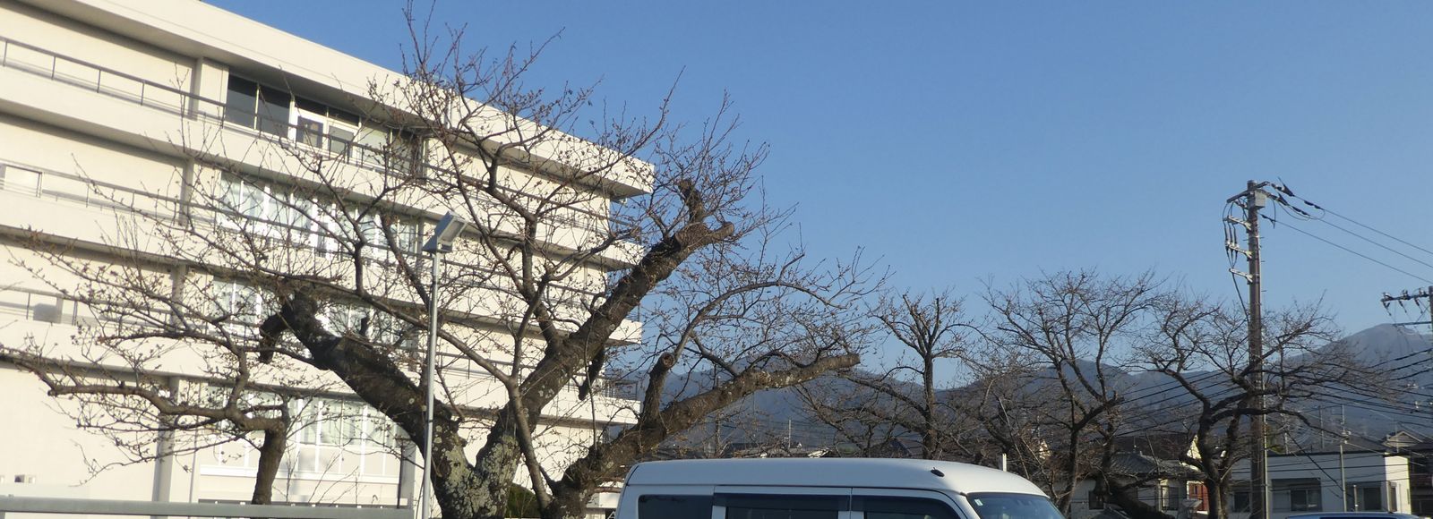 秦野市役所の桜02