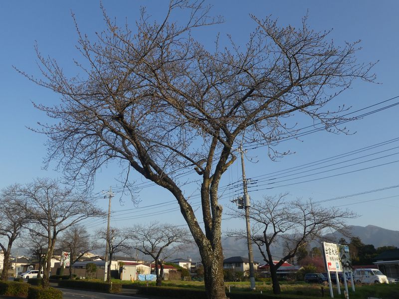 はだの桜みちの桜02