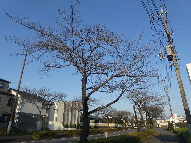 はだの桜みちの桜03