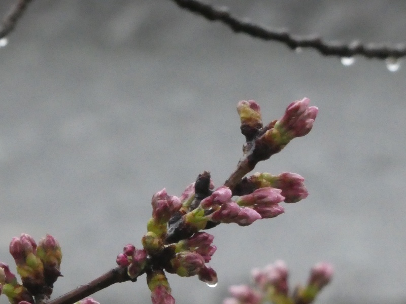 カルチャーパーク前の桜01