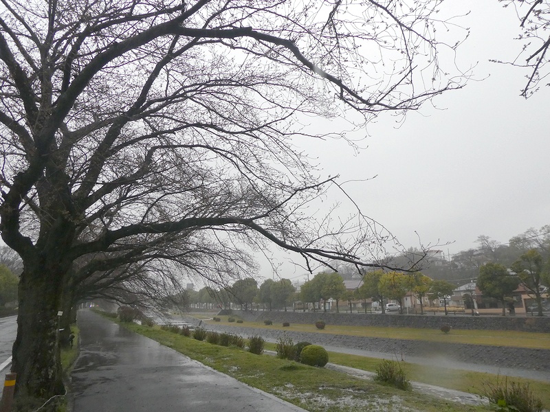 カルチャーパーク前の桜02