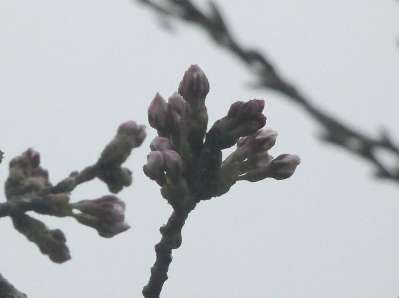 秦野市役所の桜01